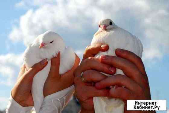 Pigeons for the wedding Kolpashevo