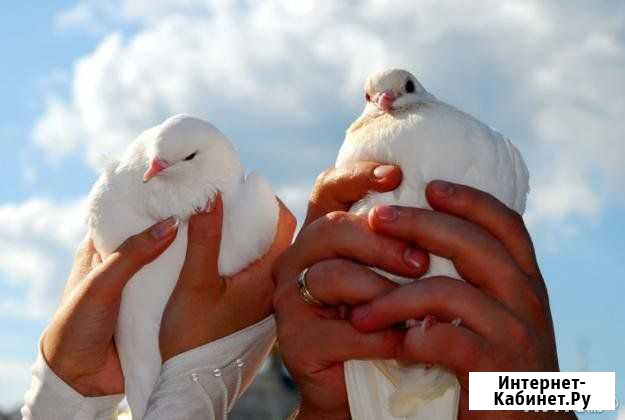 Голуби на свадьбу Колпашево - изображение 1