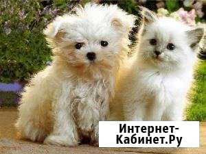 Передержка домашних животных Курск - изображение 1
