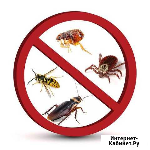 Уничтожение клопов, тараканов, блох Волгоград - изображение 1
