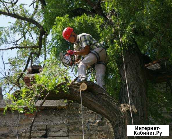 Спил деревьев,скос травы,уборка участков Волгоград - изображение 1