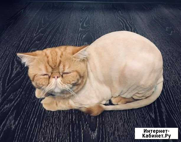 Стрижки кошек и собак. Выезд на дом Барнаул - изображение 1