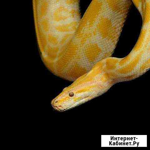 Аренда змеи для фотосессии Королев