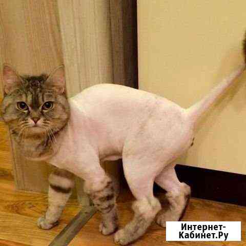 Стрижка кошек Ростов-на-Дону
