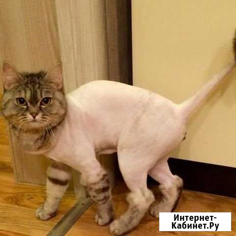 Стрижка кошек Ростов-на-Дону - изображение 1