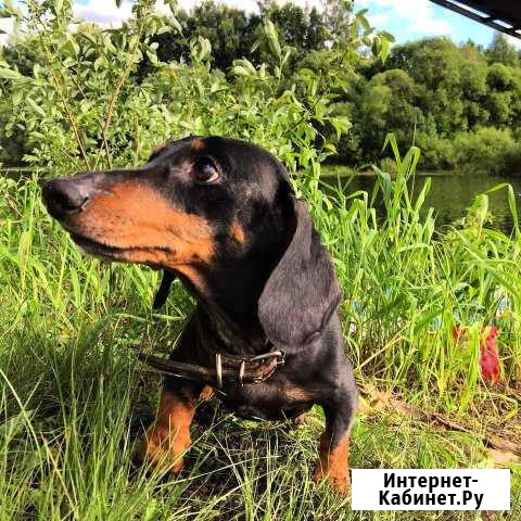 Домашняя передержка собак Санкт-Петербург - изображение 1