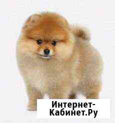 Груминг шпица Москва