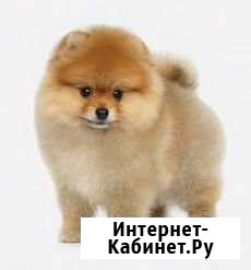 Груминг шпица Москва - изображение 1
