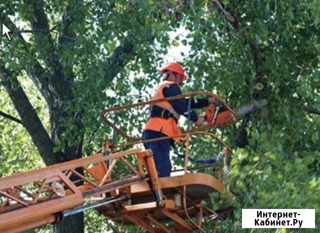 Спил деревьев Краснодар - изображение 1
