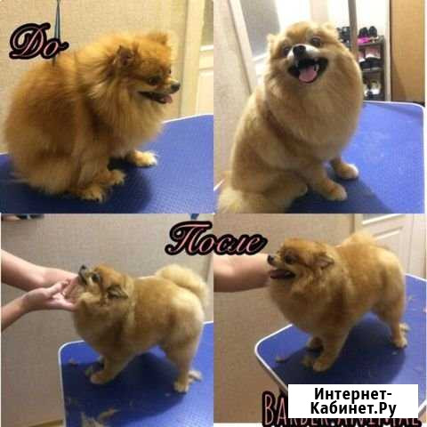 Стрижка и уход собак, кошек Орёл - изображение 1