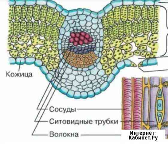 Репетитор по биологии Волгоград