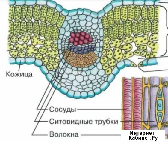 Репетитор по биологии Волгоград - изображение 1