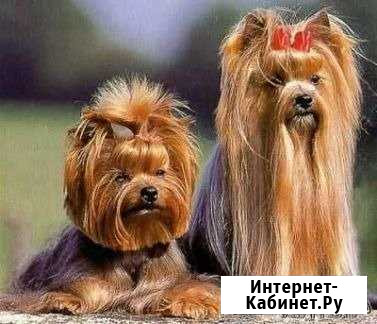Стрижка собак и кошек. Салон на западном Ростов-на-Дону - изображение 1