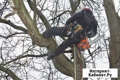 Спил деревьев Луга - изображение 1