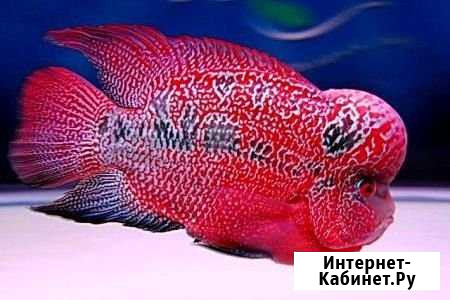 Установка, Обслуживание, Чистка Аквариумов Ульяновск - изображение 1