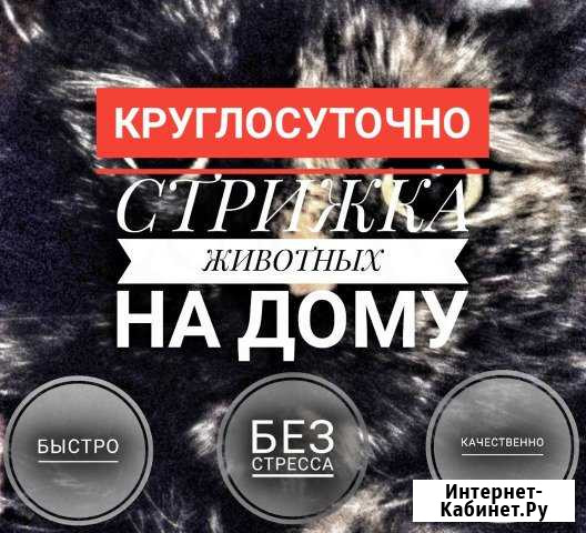 Гигиеническая стрижка животных. Ветврач на дом Ульяновск - изображение 1