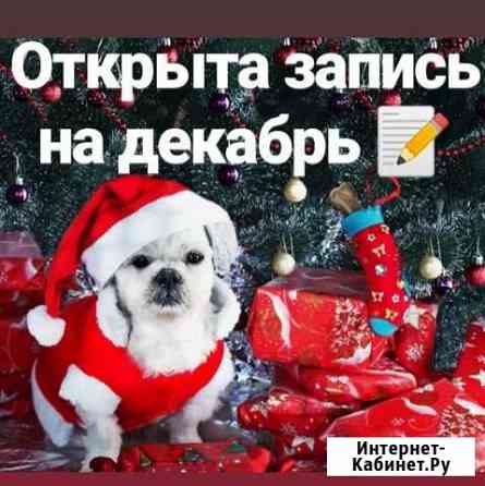 Стрижка собак, услуги грумера Ростов-на-Дону