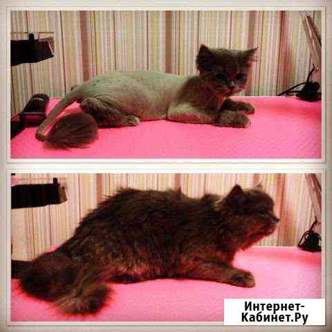Стрижка кошек,котов всех пород Москва