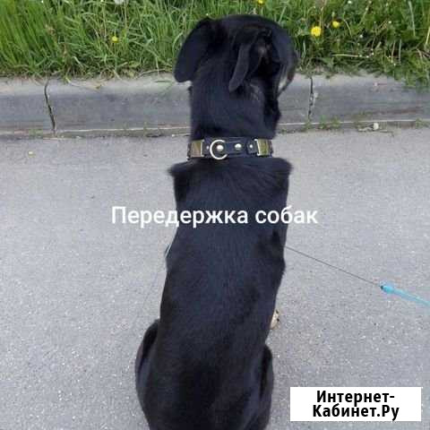 Передержка собак Мытищи - изображение 1