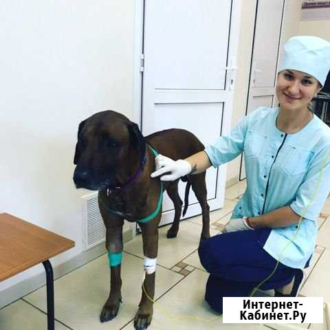 Ветеринар, выезд на дом Домодедово - изображение 1