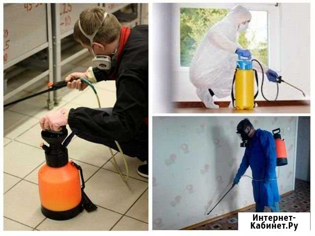 Уничтожение насекомых Севастополь - изображение 1