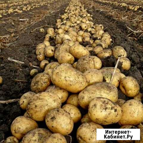 Картофель с доставкой Бийск - изображение 1