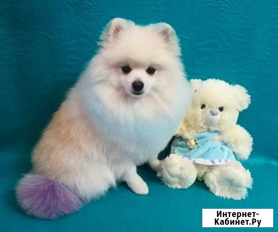 Качественная стрижка собак и кошек Тула - изображение 1