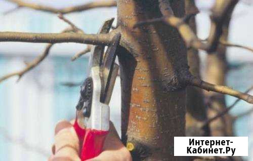 Професиональное спиливание и обрезка деревьев Воронеж - изображение 1