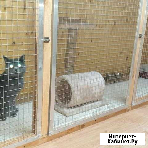 Передержка кошек и собак маленькой породы Тихорецк - изображение 1
