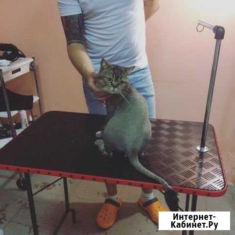 Стрижка кошек и собак с выездом и на дому Краснодар - изображение 1