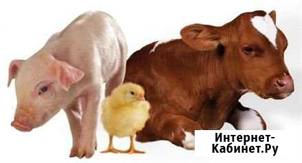 Ветеринар на дом Аскиз - изображение 1