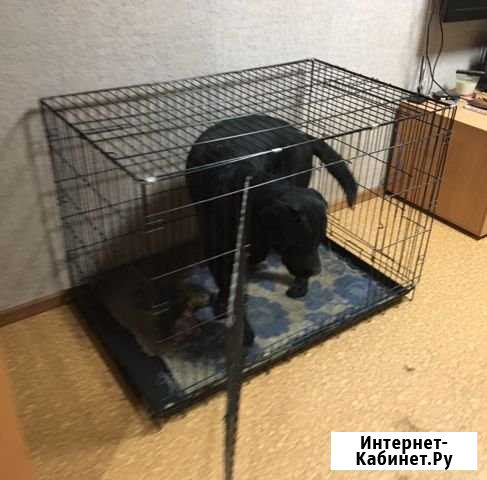 Аренда клетки для перевозки собак Нижний Новгород - изображение 1