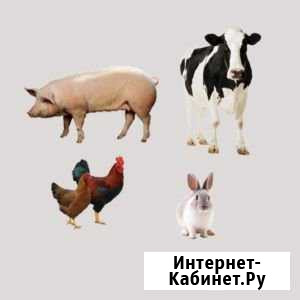 Забой Крс, Овец, Баранов, Коз, Свиней, С/Х Птицы Кемерово - изображение 1