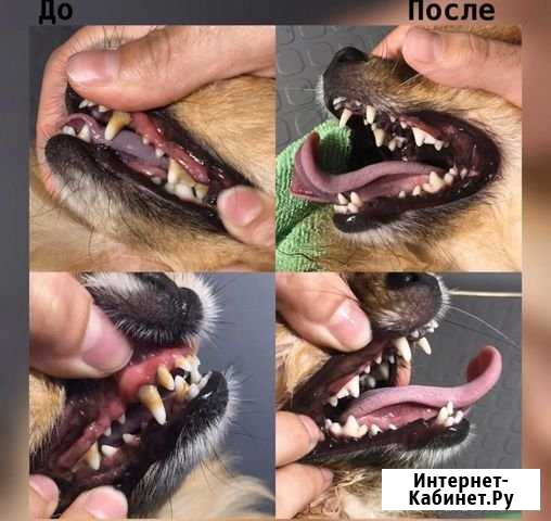 Уз чистка зубов собакам Иркутск - изображение 1