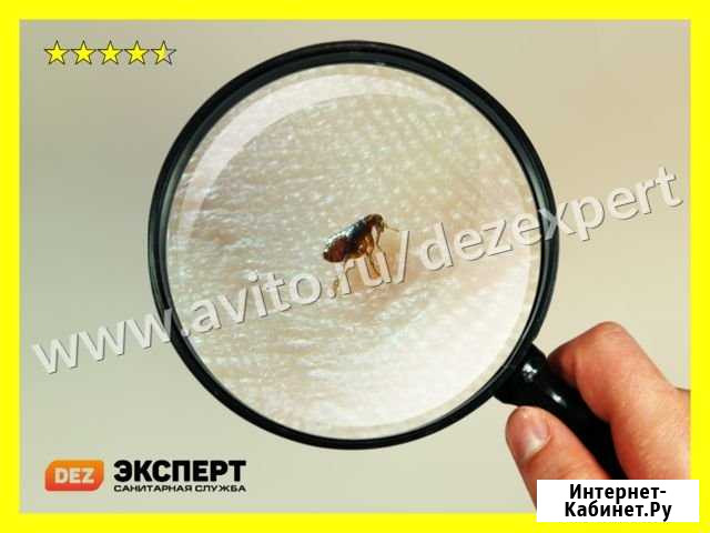 Уничтожение блох Нижний Новгород - изображение 1