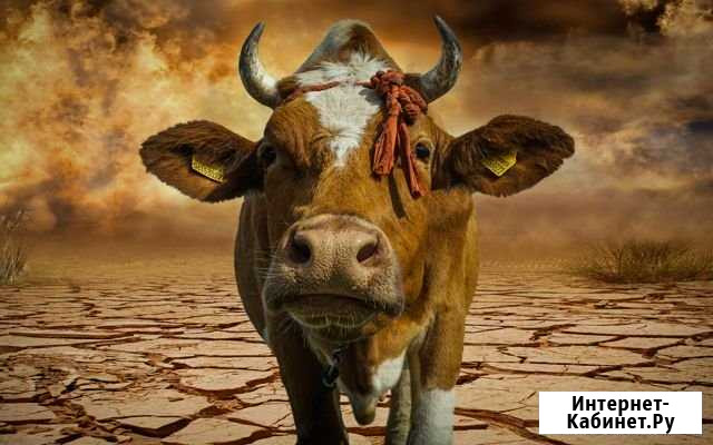 Услуги по убою крс, без очередей Шахты - изображение 1