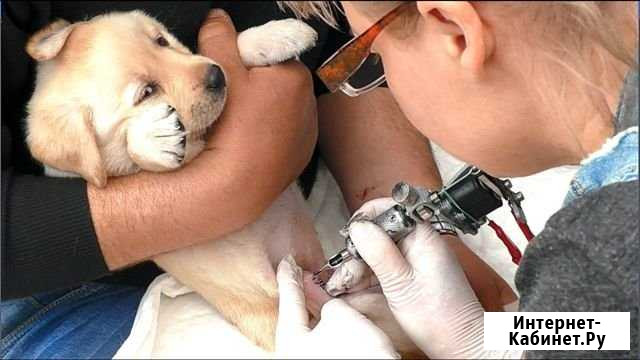 Клеймение собак Камышин - изображение 1
