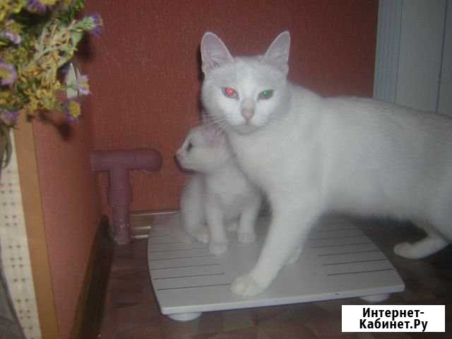 Ищем кота на вязку Дзержинск - изображение 1