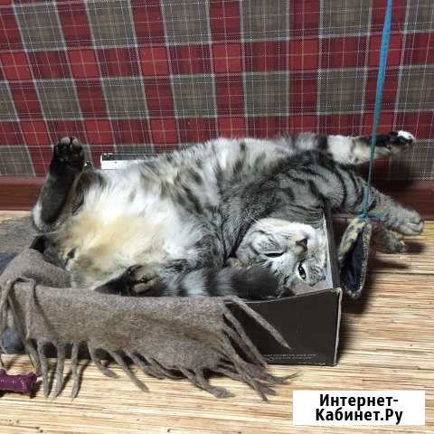 Кастрация Нижний Новгород - изображение 1