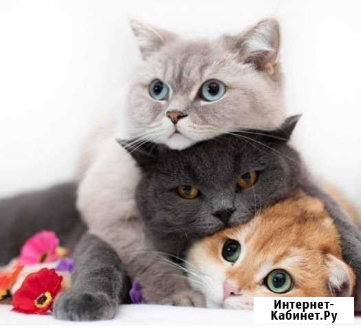 Передержка кошек в домашних условиях Самара - изображение 1