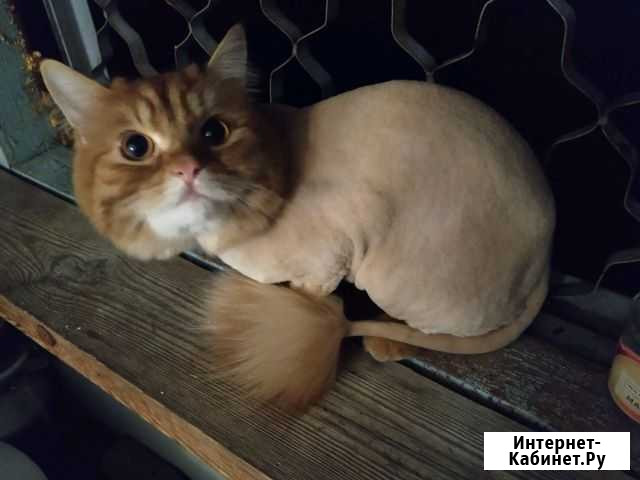 Стрижка кошек Тольятти - изображение 1