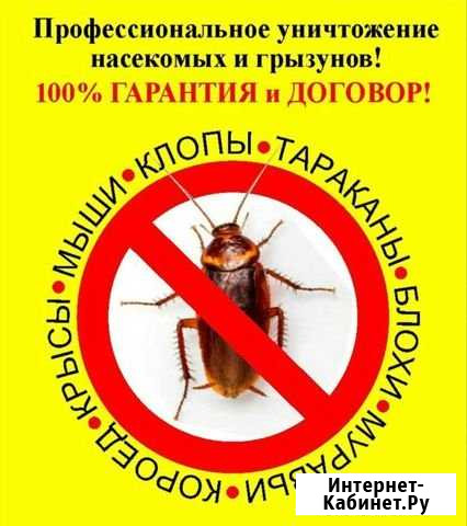 Дезинсекция от тараканов, клоп. Результат с 1 раза Самара - изображение 1