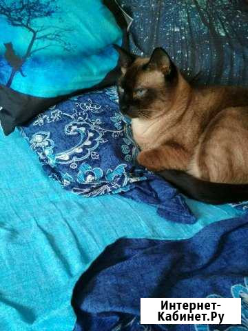 Домашняя передержка Санкт-Петербург - изображение 1