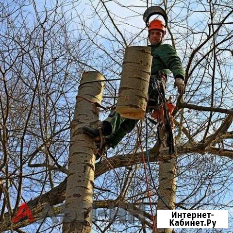 Спиливание (спил) и омоложение деревьев Вологда - изображение 1