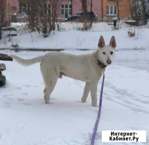Выгул собак Северодвинск - изображение 1