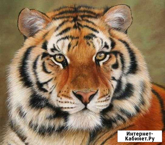Циклевка,шлифовка старых,новых,краш. полов,паркета Липецк - изображение 1