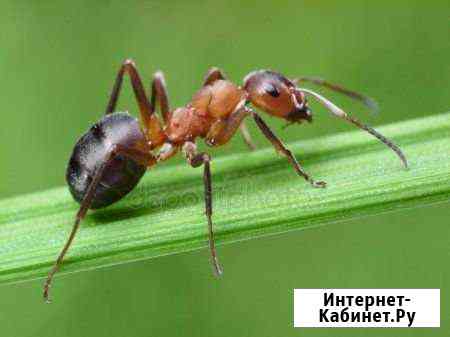 Борьба с грызунами и насекомыми Сочи