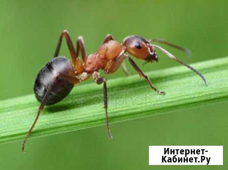 Борьба с грызунами и насекомыми Сочи - изображение 1