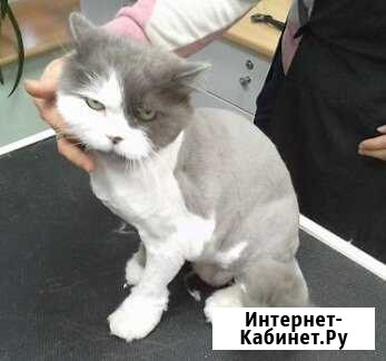 Стрижка животных Тольятти - изображение 1