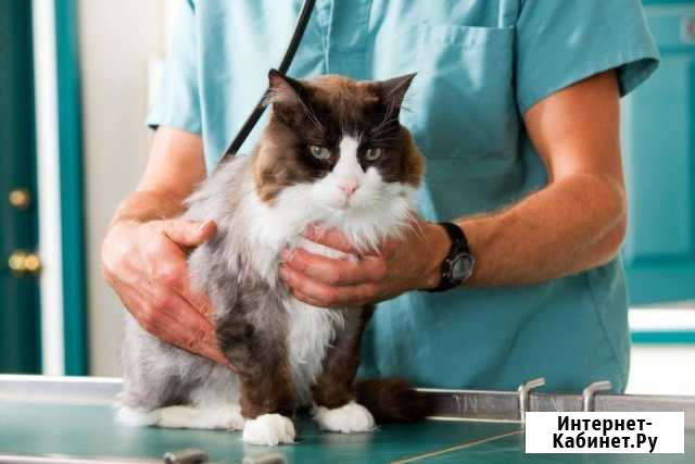 Кастрация кота и стерилизация кошки Самара - изображение 1